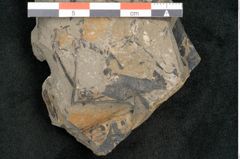 Foto (Detailansicht) von Taeniopteris lomariopsis Ettingshausen (NHMW-GEO-2024-0188-10322)